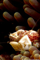   Porcelain crab Neopetrolisthes oshimai. Picture taken pier Dauin Negros. oshimai Negros  